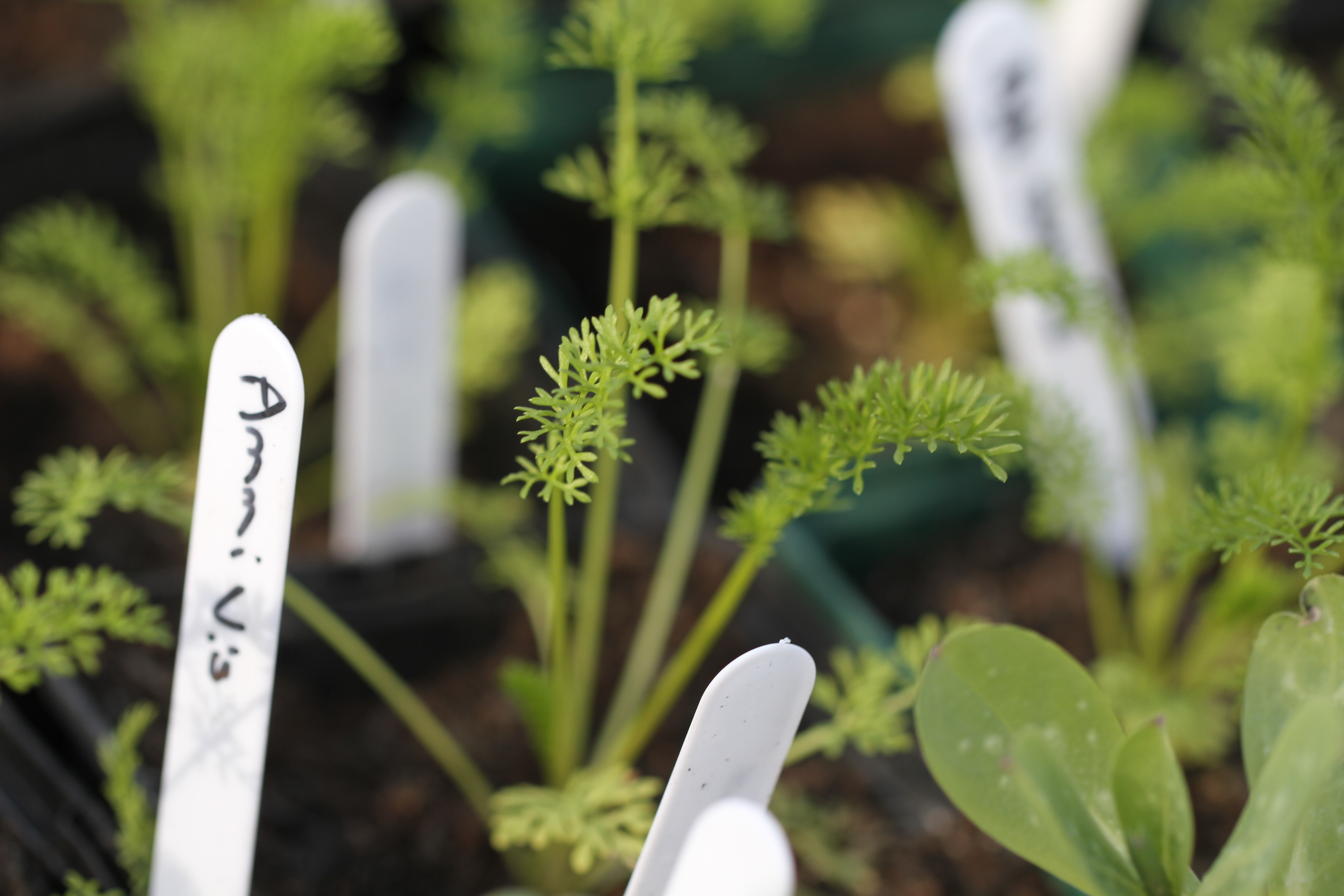 Seed Sowing and a Poem